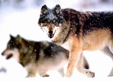 娱乐吃瓜酱狼性